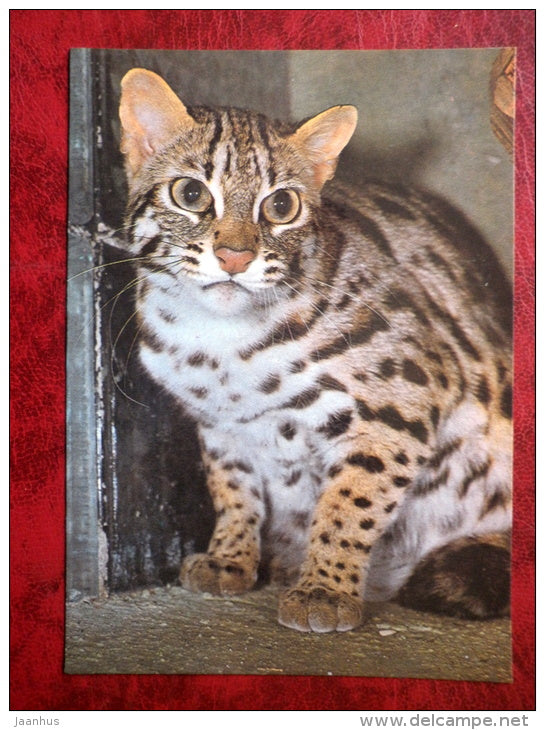 Leopard cat - Felis bengalensis - animals - Tallinn Zoo - 1989 - Estonia - USSR - unused - JH Postcards