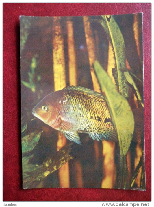 the Quetzel cichlid - Cichlasoma synspillum - aquarium fishes - 1982 - Russia USSR - unused - JH Postcards