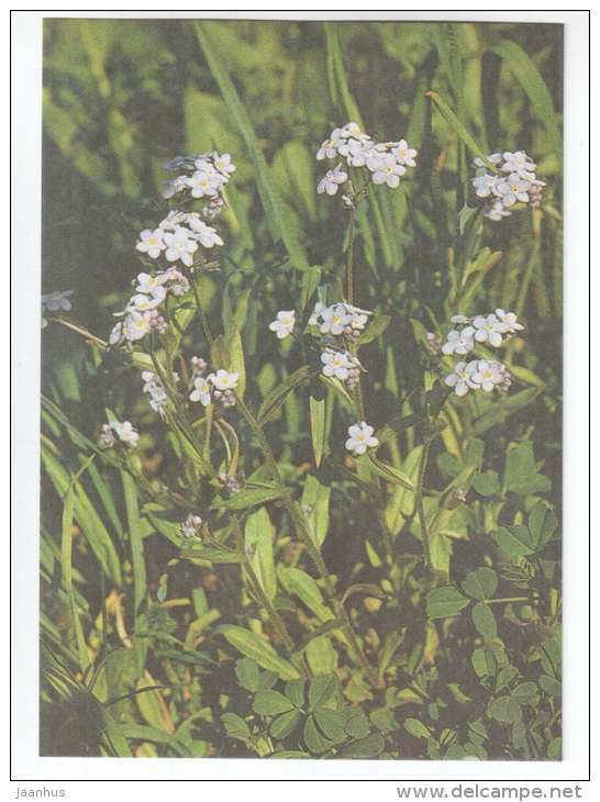 Wood Forget-Me-Not - Myosotis sylvatica - Spring Flowers - 1986 - Estonia USSR - unused - JH Postcards