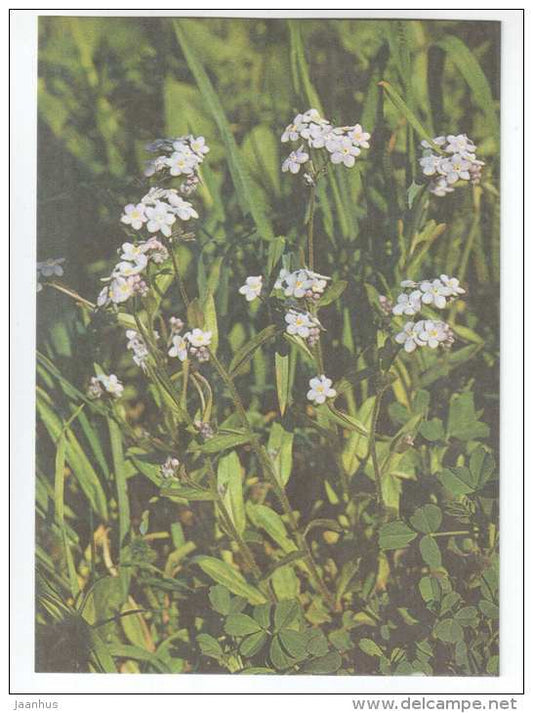 Wood Forget-Me-Not - Myosotis sylvatica - Spring Flowers - 1986 - Estonia USSR - unused - JH Postcards
