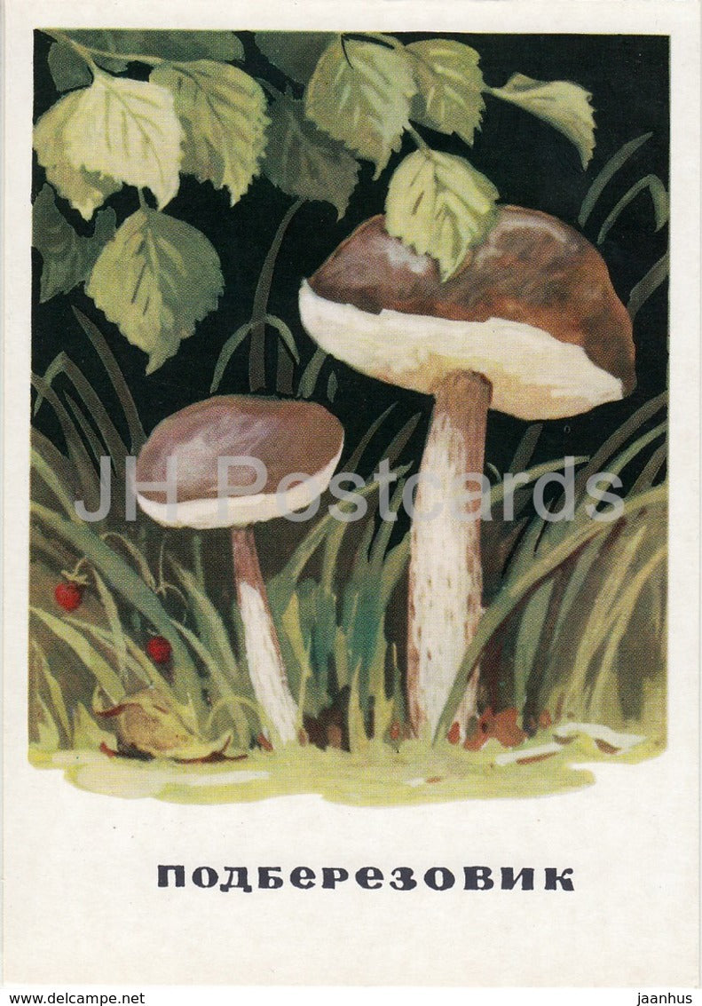 Brown cap boletus - mushrooms - illustration - 1971 - Russia USSR - unused - JH Postcards