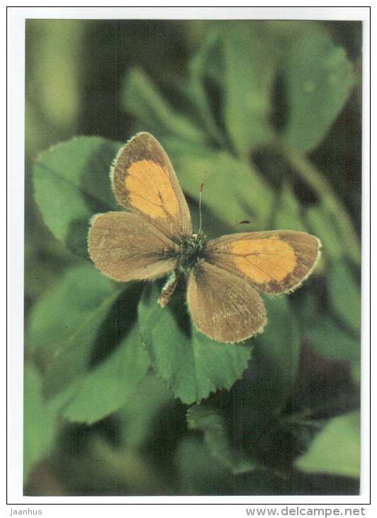 Tomares fedtschenkoi - butterfly - Central Asia butterflies - 1989 - Russia USSR - unused - JH Postcards