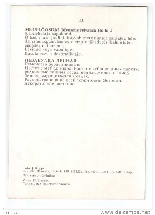 Wood Forget-Me-Not - Myosotis sylvatica - Spring Flowers - 1986 - Estonia USSR - unused - JH Postcards