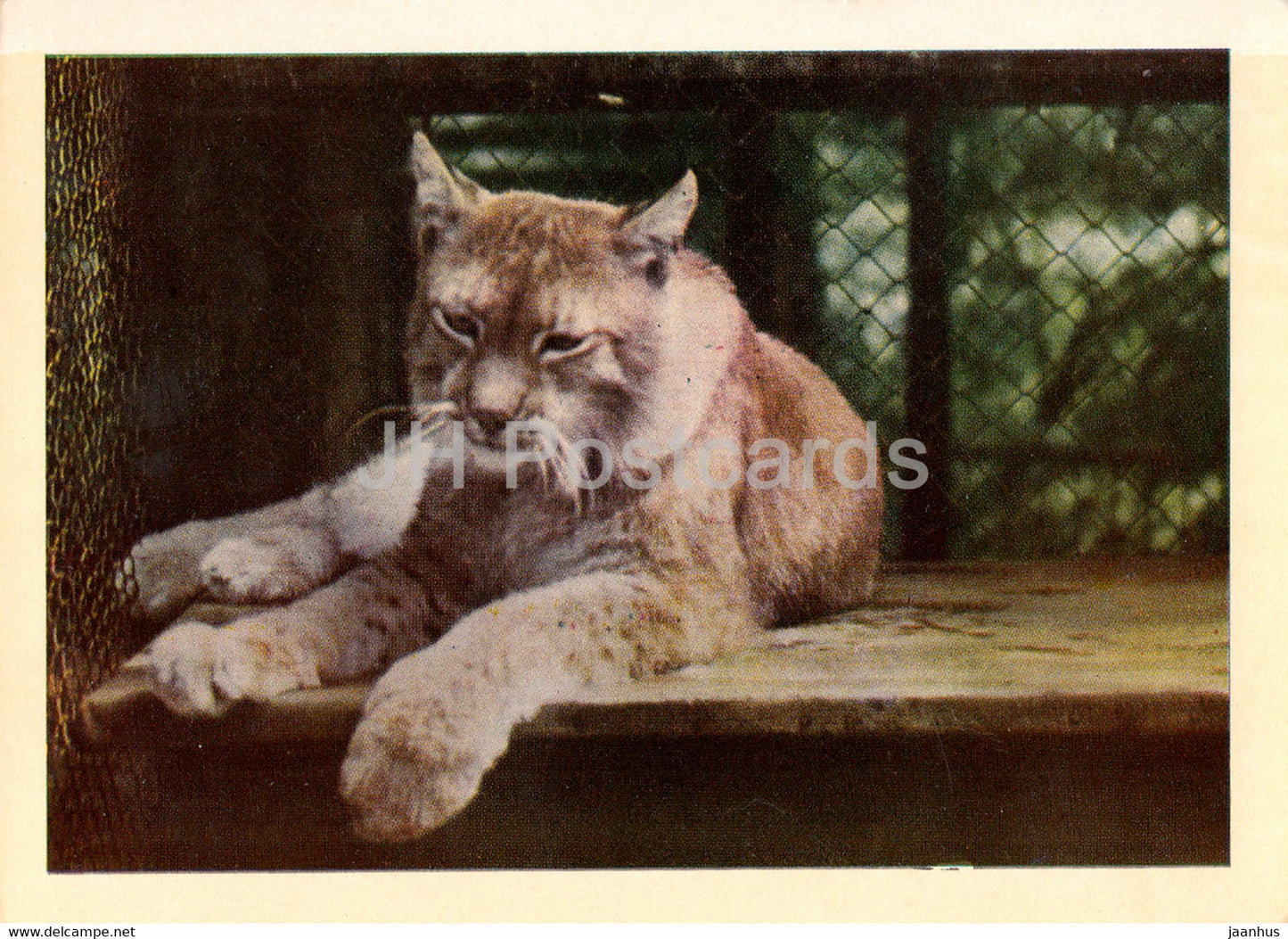 Riga Zoo - Lynx - Latvia USSR - unused - JH Postcards