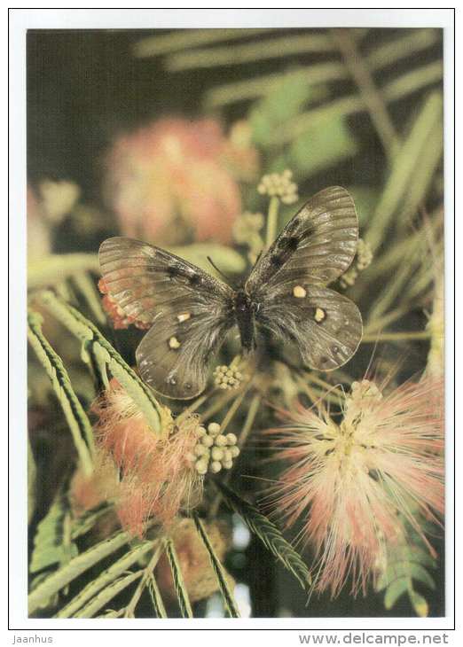 Parnassius delphius styx - butterfly - Central Asia butterflies - 1989 - Russia USSR - unused - JH Postcards