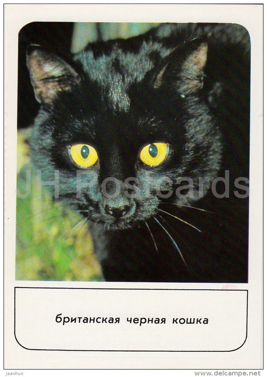 British Shorthair Black Cat - cats - Russia USSR - 1989 - unused - JH Postcards