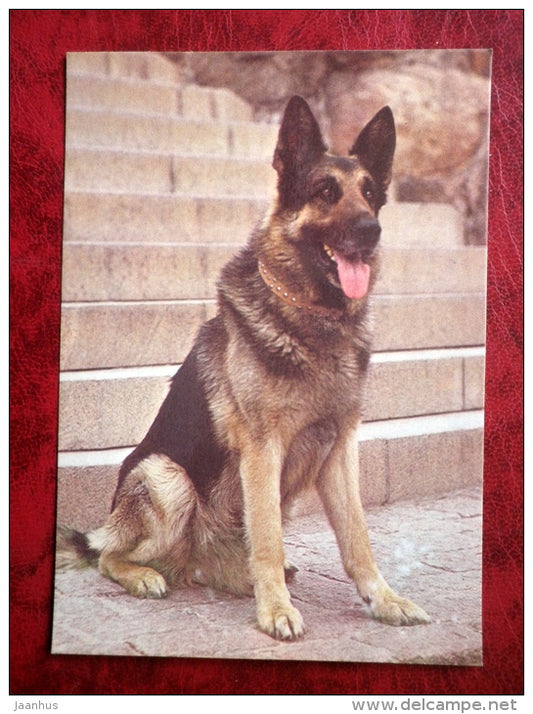 German Shepherd Dog - dogs - 1987 - Estonia - USSR - unused - JH Postcards