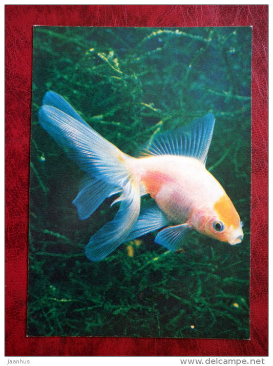 Goldfish - Carassius auratus auratus - aquarium fishes - 1980 - Russia USSR - unused - JH Postcards