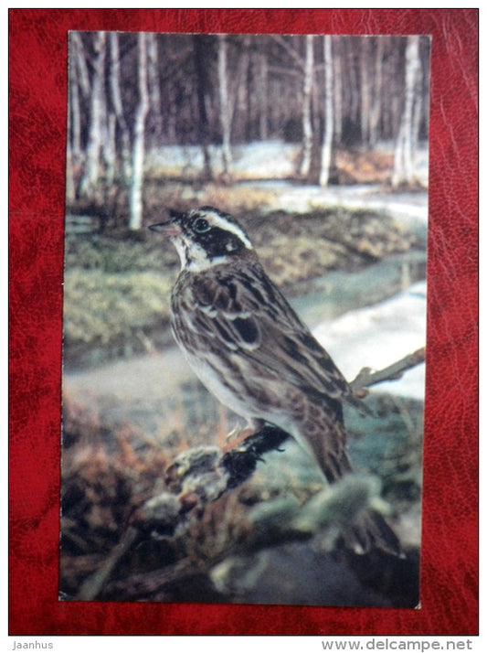 Rustic Bunting - Emberiza rustica - birds - 1985 - Russia - USSR - unused - JH Postcards