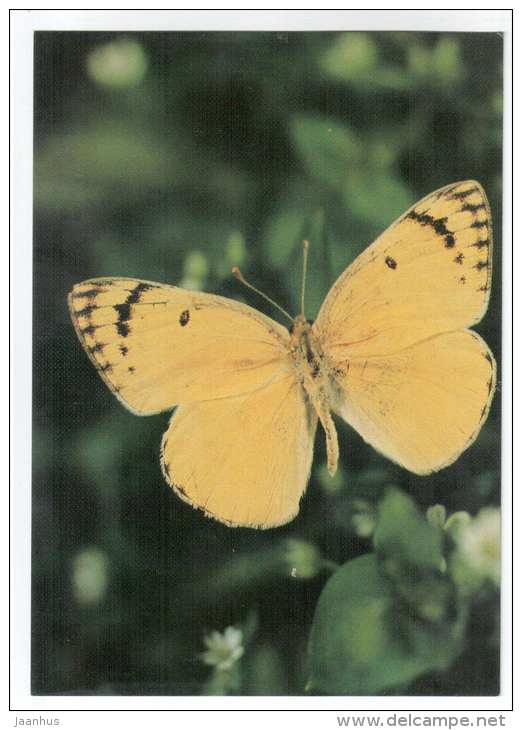 Madais fausta - butterfly - Central Asia butterflies - 1989 - Russia USSR - unused - JH Postcards