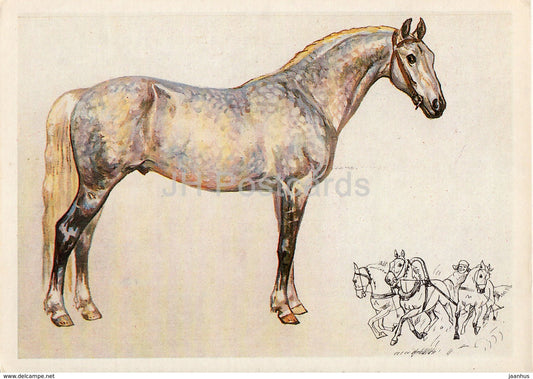 Orlov Trotter Horse - illustration by A. Glukharev - horses - animals - 1988 - Russia USSR - unused - JH Postcards