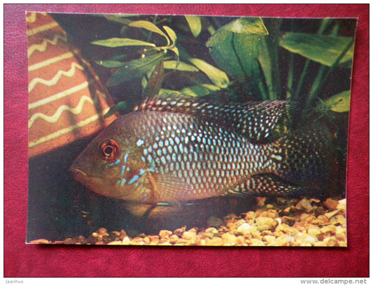 Pearl cichlid - Geophagus brasiliensis - aquarium fishes - 1982 - Russia USSR - unused - JH Postcards
