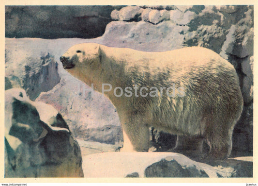 Polar Bear - Ursus maritimus - Moscow Zoo - 1963 - Russia USSR - unused - JH Postcards