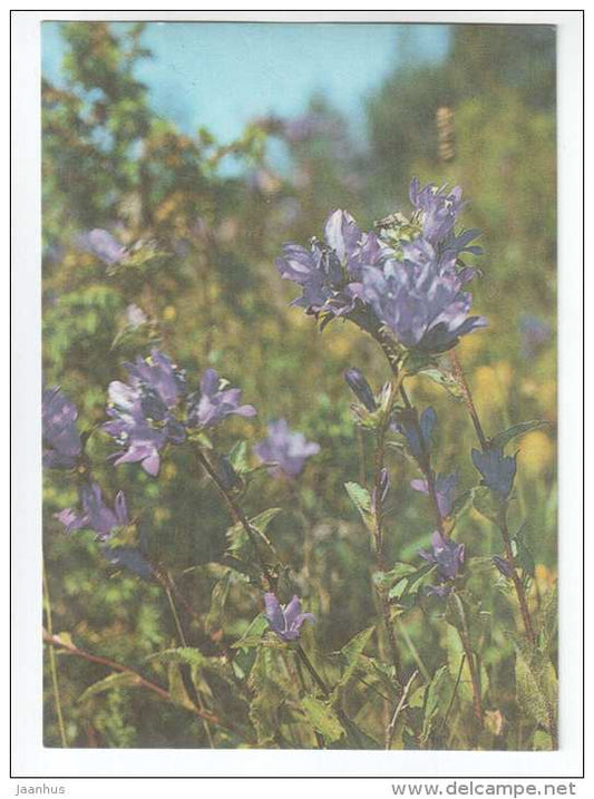 Clustered Bellflower - Campanula glomerata - Spring Flowers - 1986 - Estonia USSR - unused - JH Postcards