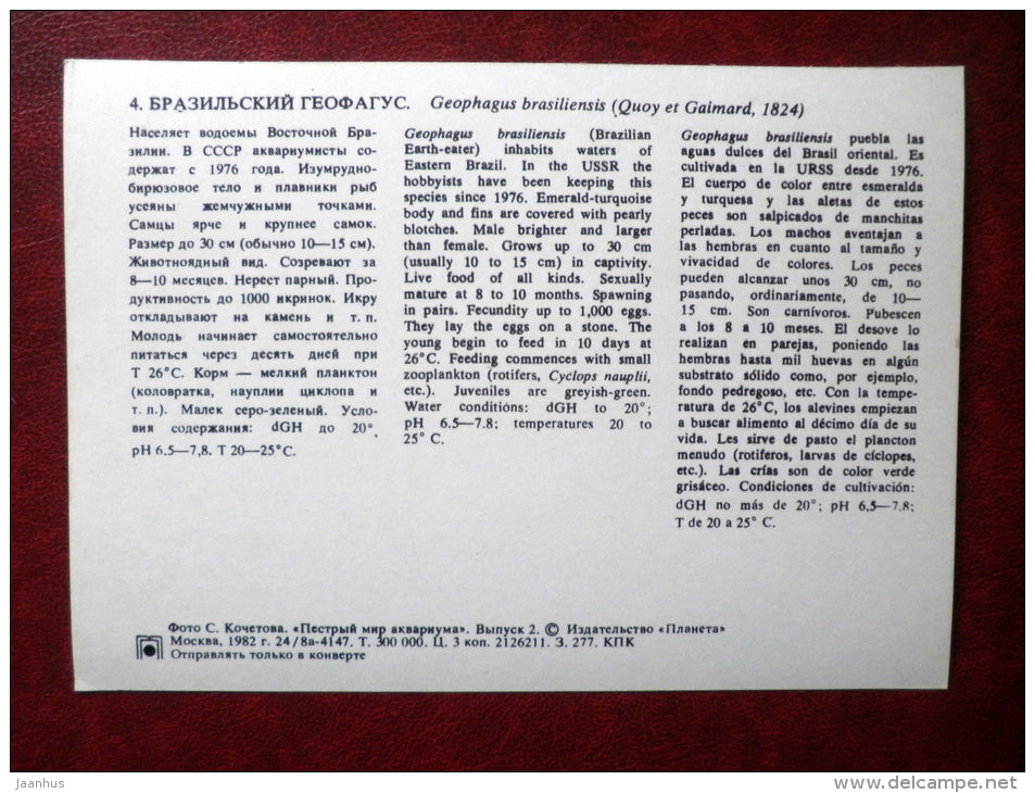 Pearl cichlid - Geophagus brasiliensis - aquarium fishes - 1982 - Russia USSR - unused - JH Postcards
