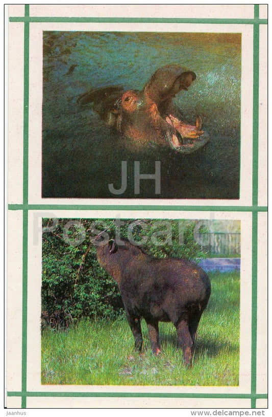 Hippo - Tapir - Kiev Kyiv Zoo - 1976 - Ukraine USSR - unused - JH Postcards