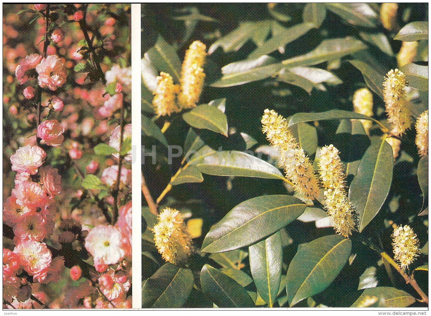 Amygdalus triloba , Floering Almond - Laurocerasus officinalis - Moscow Botanical Garden - 1988 - Russia USSR - unused - JH Postcards