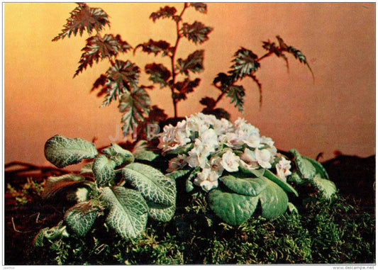 the composition of potted plants - flowers - floriculture and gardening pavilion - 1976 - Russia USSR - unused - JH Postcards