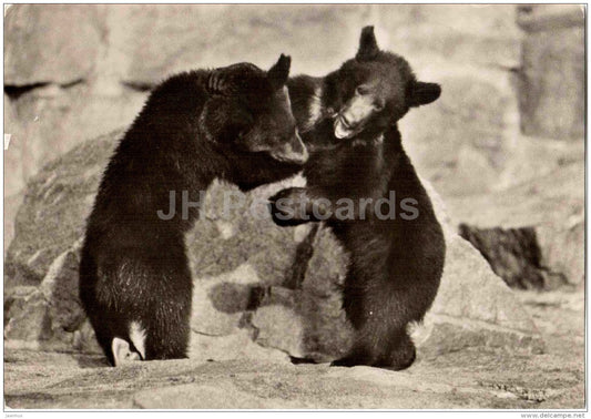 Kamchatka brown bear - Ursus arctos beringianus - animal - Germany - unused - JH Postcards