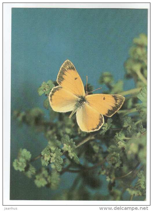 Colias romanovi - butterfly - Central Asia butterflies - 1989 - Russia USSR - unused - JH Postcards