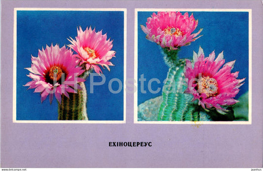 Echinocereus - cacti - cactus - flowers - 1977 - Ukraine USSR - unused - JH Postcards