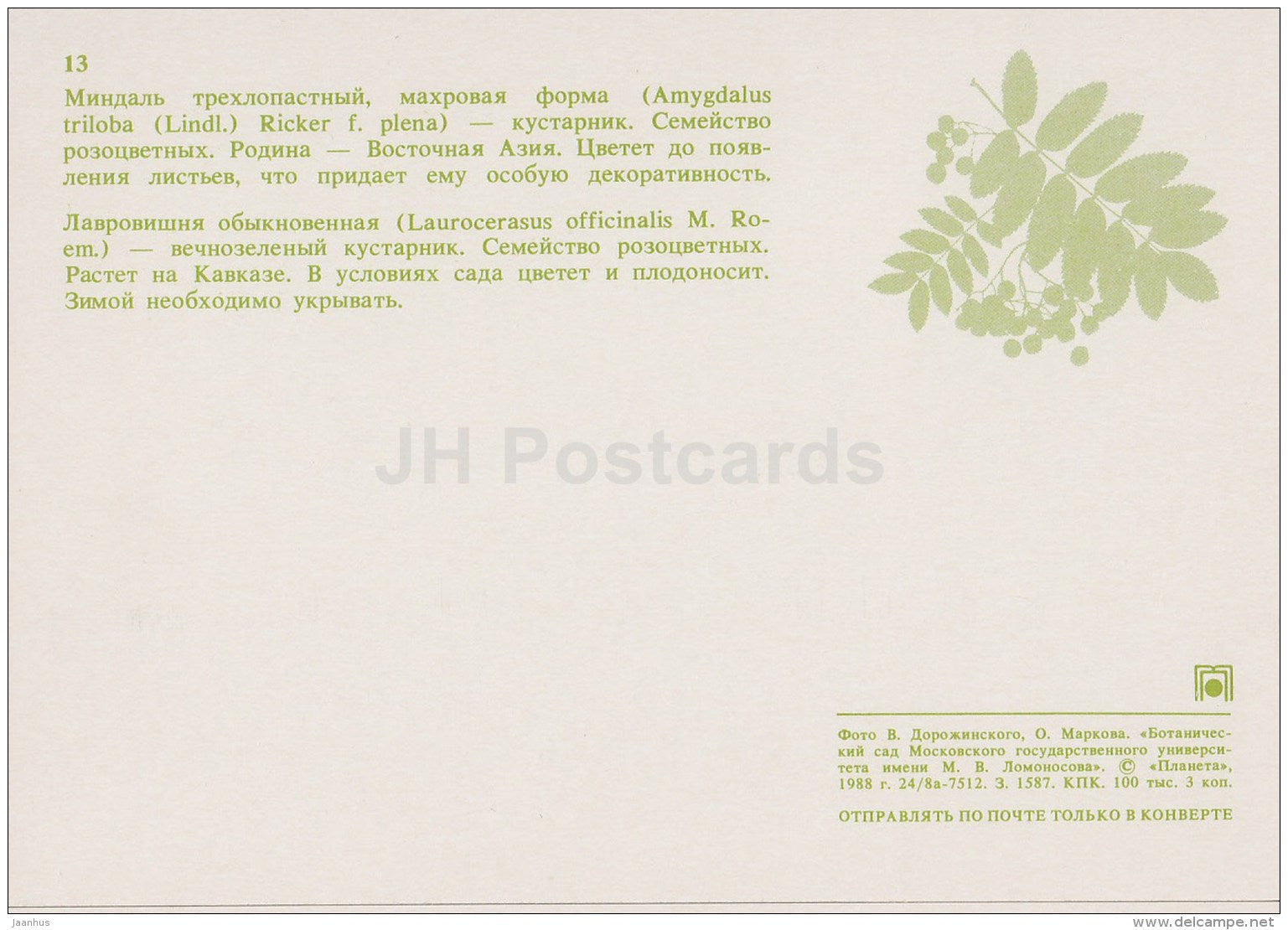 Amygdalus triloba , Floering Almond - Laurocerasus officinalis - Moscow Botanical Garden - 1988 - Russia USSR - unused - JH Postcards
