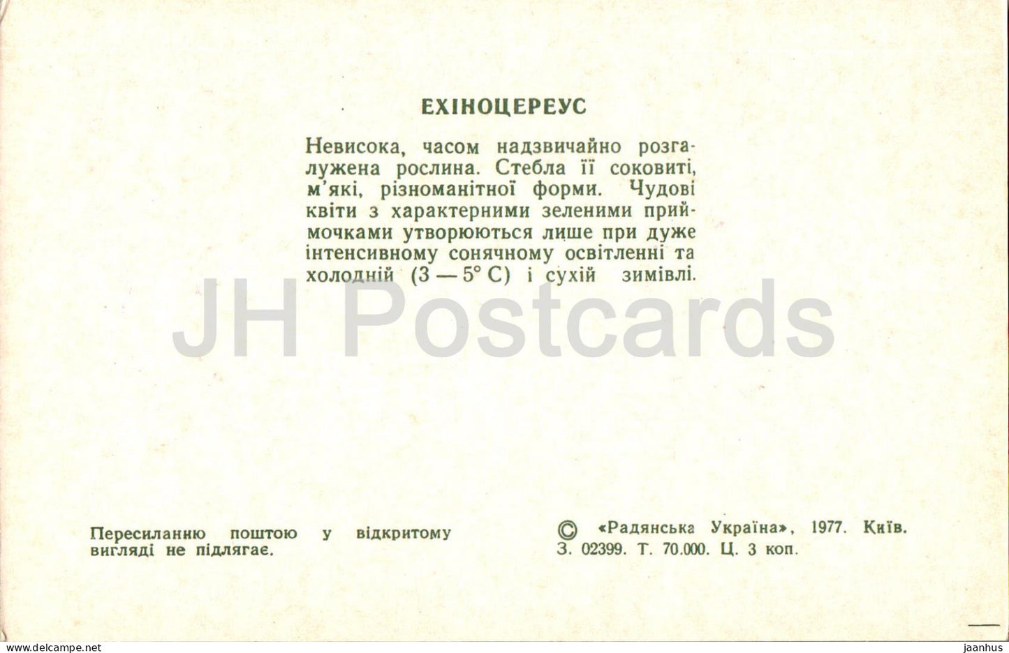 Echinocereus - cactus - cactus - fleurs - 1977 - Ukraine URSS - inutilisé 