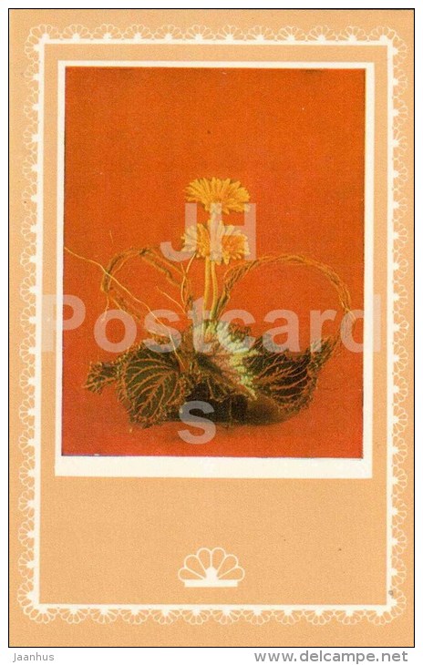 ikebana - flowers composition - 1 - 1981 - Latvia USSR - unused - JH Postcards