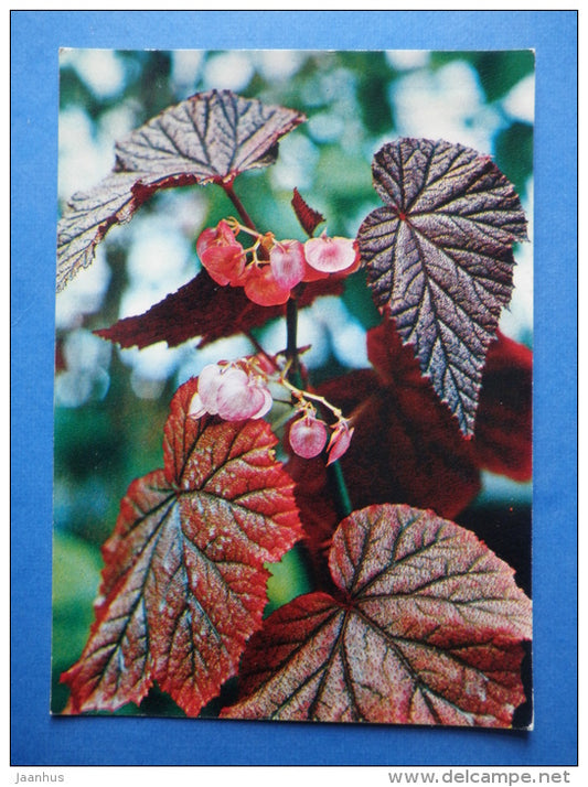 Begonia Arthur Mallet - flowers - Botanical Garden of the USSR - 1973 - Russia USSR - JH Postcards