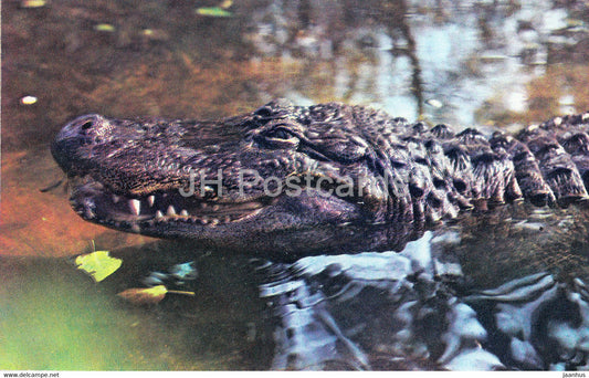 American alligator - Alligator mississippiensis - Moscow Zoo - animals - 1973 - Mexico - unused - JH Postcards