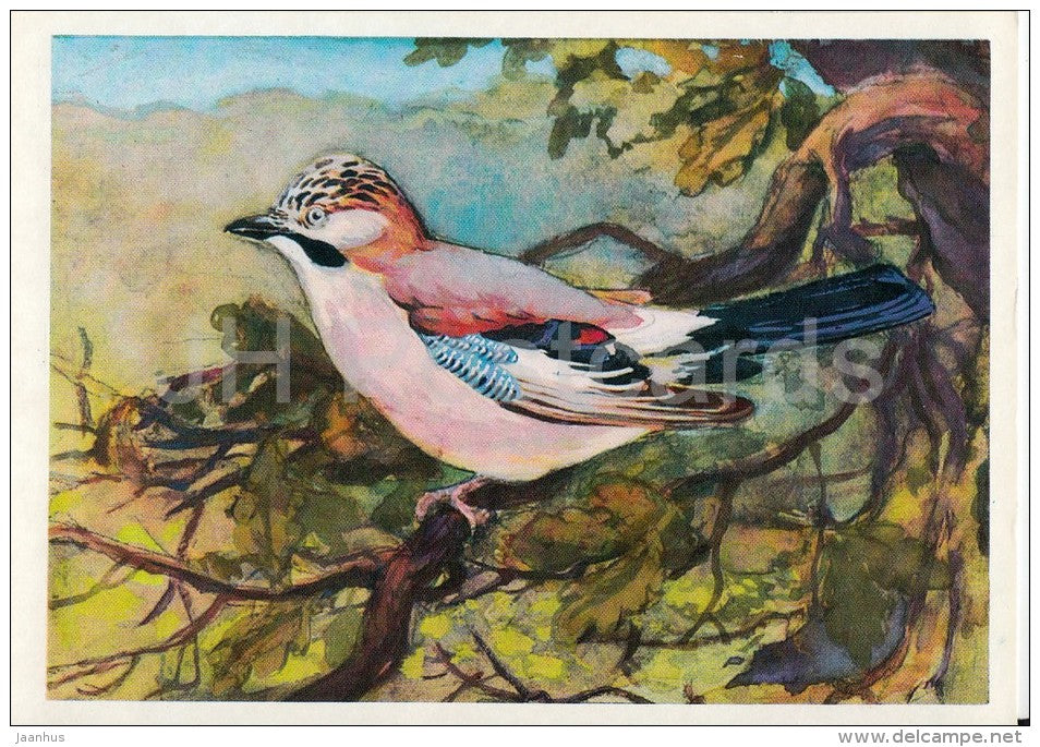 Eurasian jay - Garrulus glandarius - Birds of Russian Forest - 1979 - Russia USSR - unused - JH Postcards