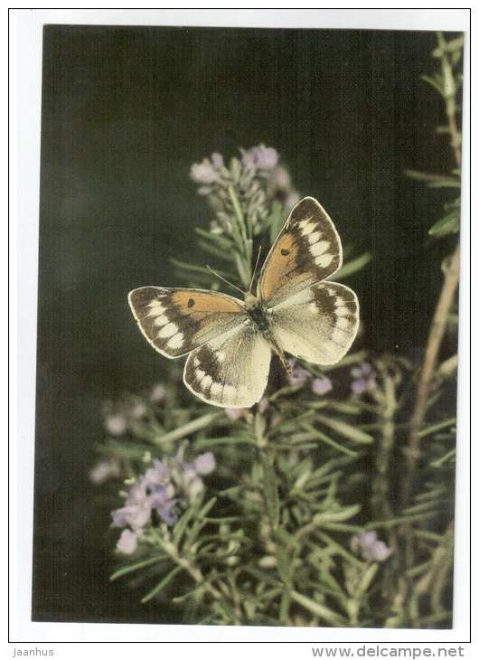Colias christophi - butterfly - Central Asia butterflies - 1989 - Russia USSR - unused - JH Postcards
