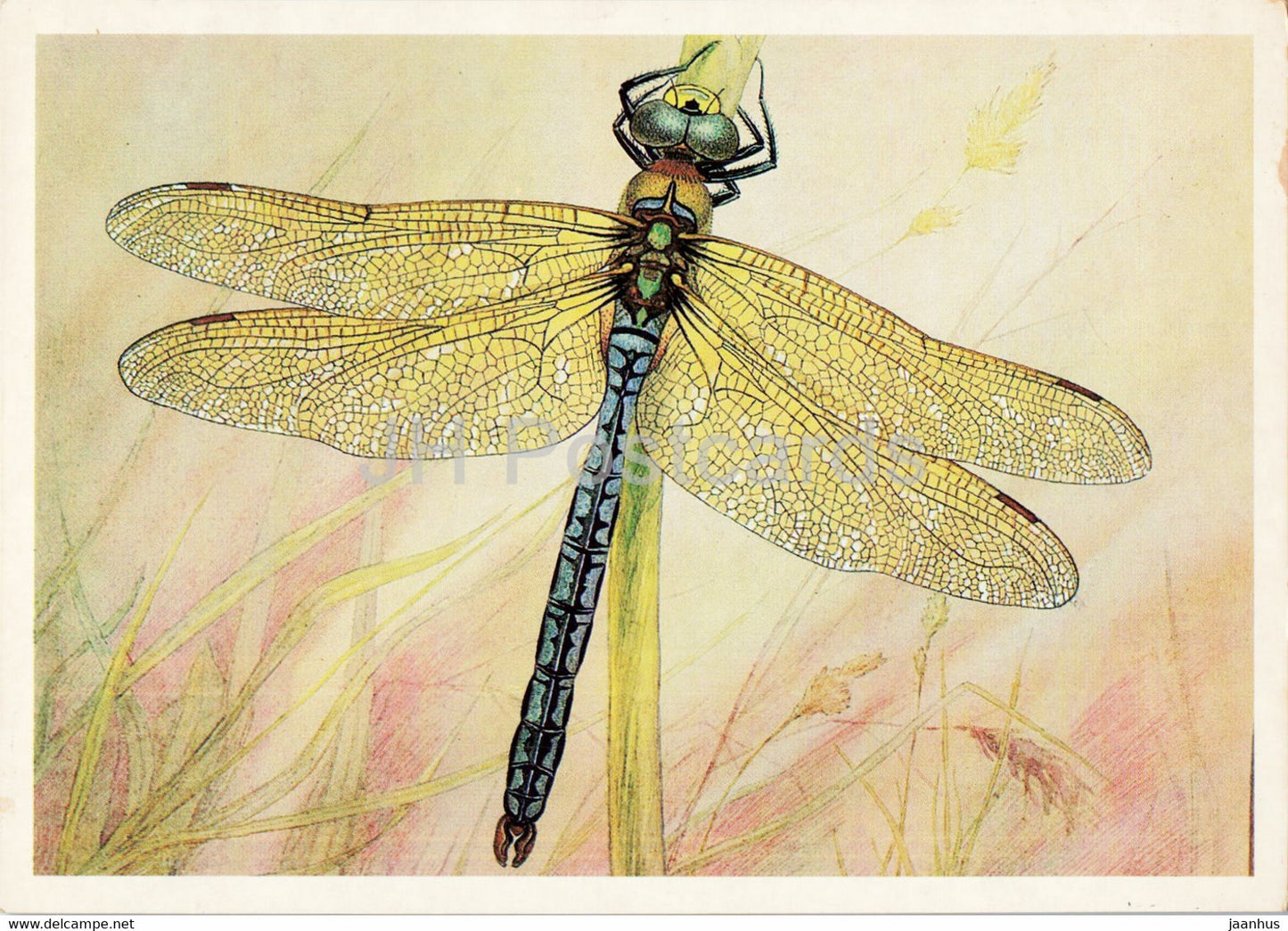 Anax imperator - The Emperor dragonfly - dragonfly - Insects - illustration - 1987 - Russia USSR - unused - JH Postcards