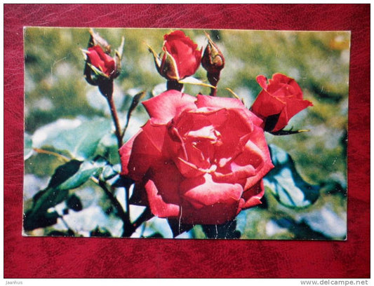 red rose - flowers - 1973 - Russia - USSR - unused - JH Postcards