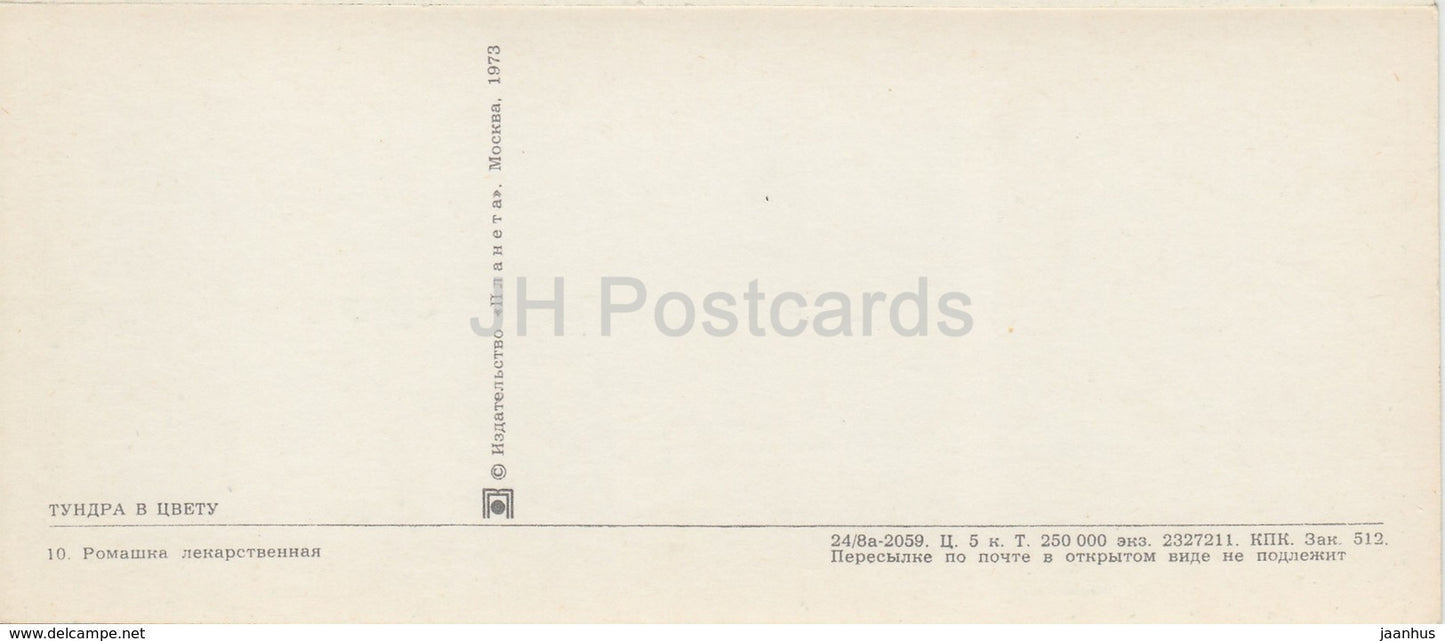 Kamille - Pflanzen - Tundra in Blüte - 1973 - Russland UdSSR - unbenutzt