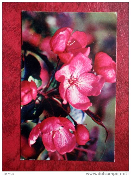 apple blossoms - plants - 1975 - Russia - USSR - unused - JH Postcards
