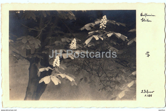 Kastanien bluhen - tree - old postcard - Germany - used - JH Postcards