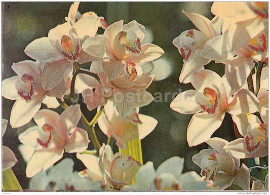 White Orchid - flowers - 1981 - Estonia USSR - used - JH Postcards