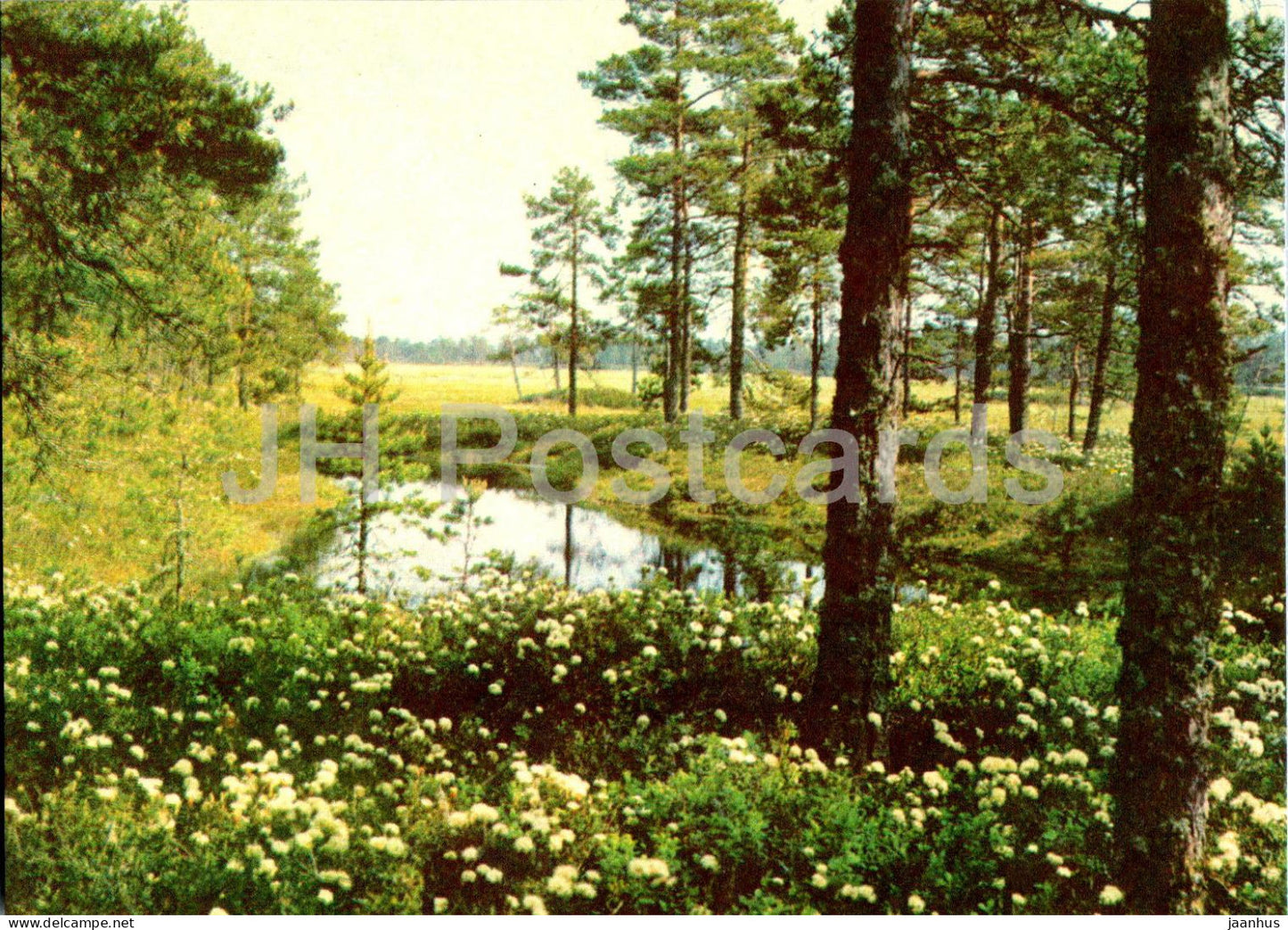 Lahemaa - Laukasoo - swamp - 1 - 1978 - Estonia USSR - unused - JH Postcards