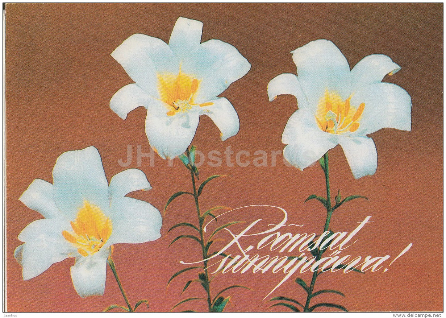 white lily - flowers - 1992 - Estonia - used - JH Postcards
