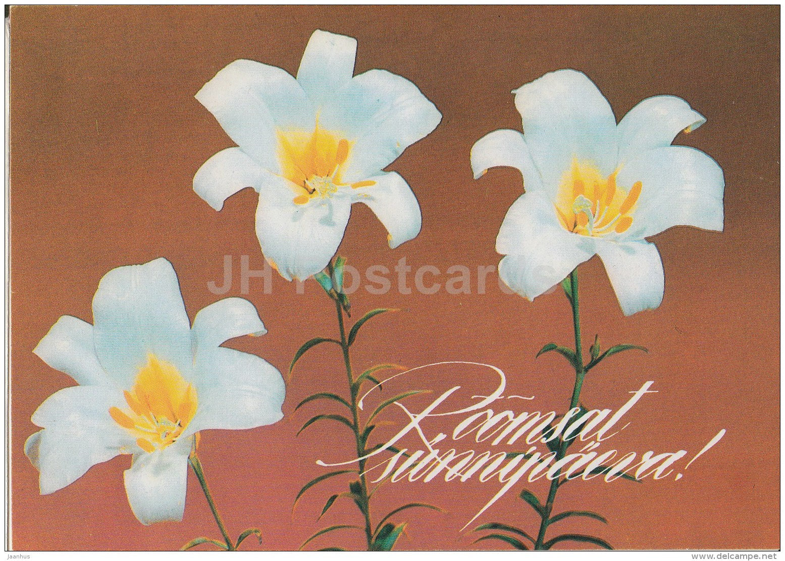 white lily - flowers - 1992 - Estonia - used - JH Postcards