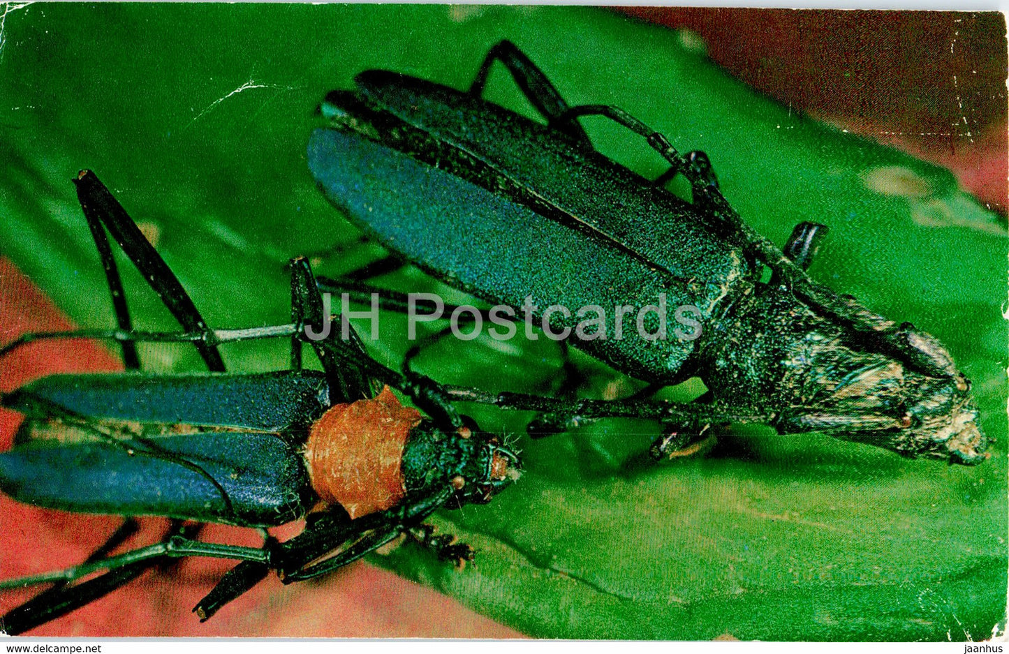 Musk beetle - Aromia Moschata - insects - 1977 - Russia USSR - unused - JH Postcards