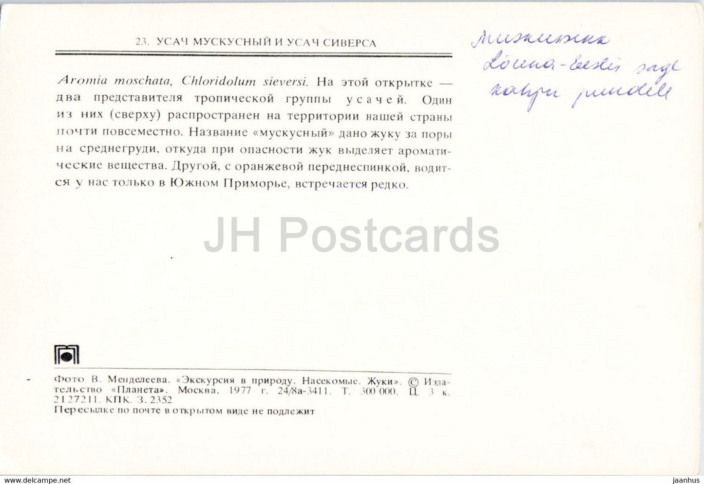 Coléoptère musqué - Aromia Moschata - insectes - 1977 - Russie URSS - inutilisé