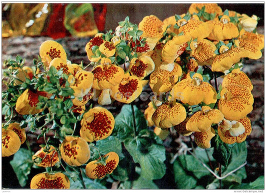 Lady´s Purse - Calceolaria - flowers - floriculture and gardening pavilion - 1976 - Russia USSR - unused - JH Postcards