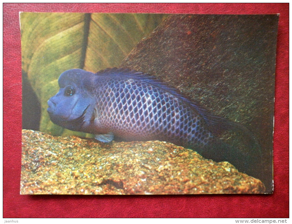 Lionhead cichlid - Steatocranus casuarius - aquarium fishes - 1982 - Russia USSR - unused - JH Postcards