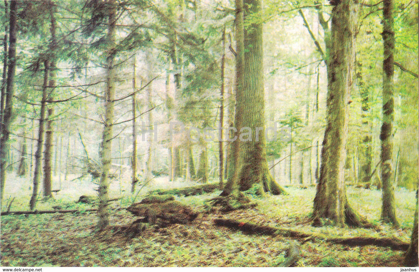 Belovezhskaya Pushcha National Park - in one of the state protected nooks - 1981 - Berarus USSR - unused - JH Postcards