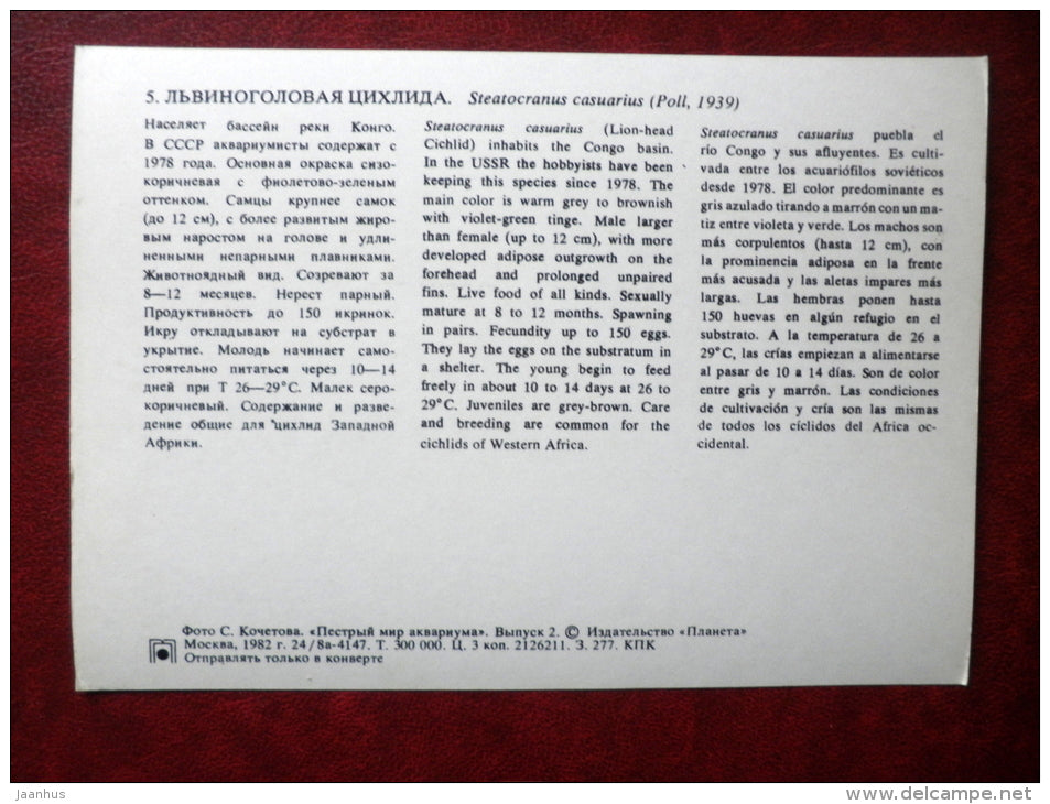 Lionhead cichlid - Steatocranus casuarius - aquarium fishes - 1982 - Russia USSR - unused - JH Postcards
