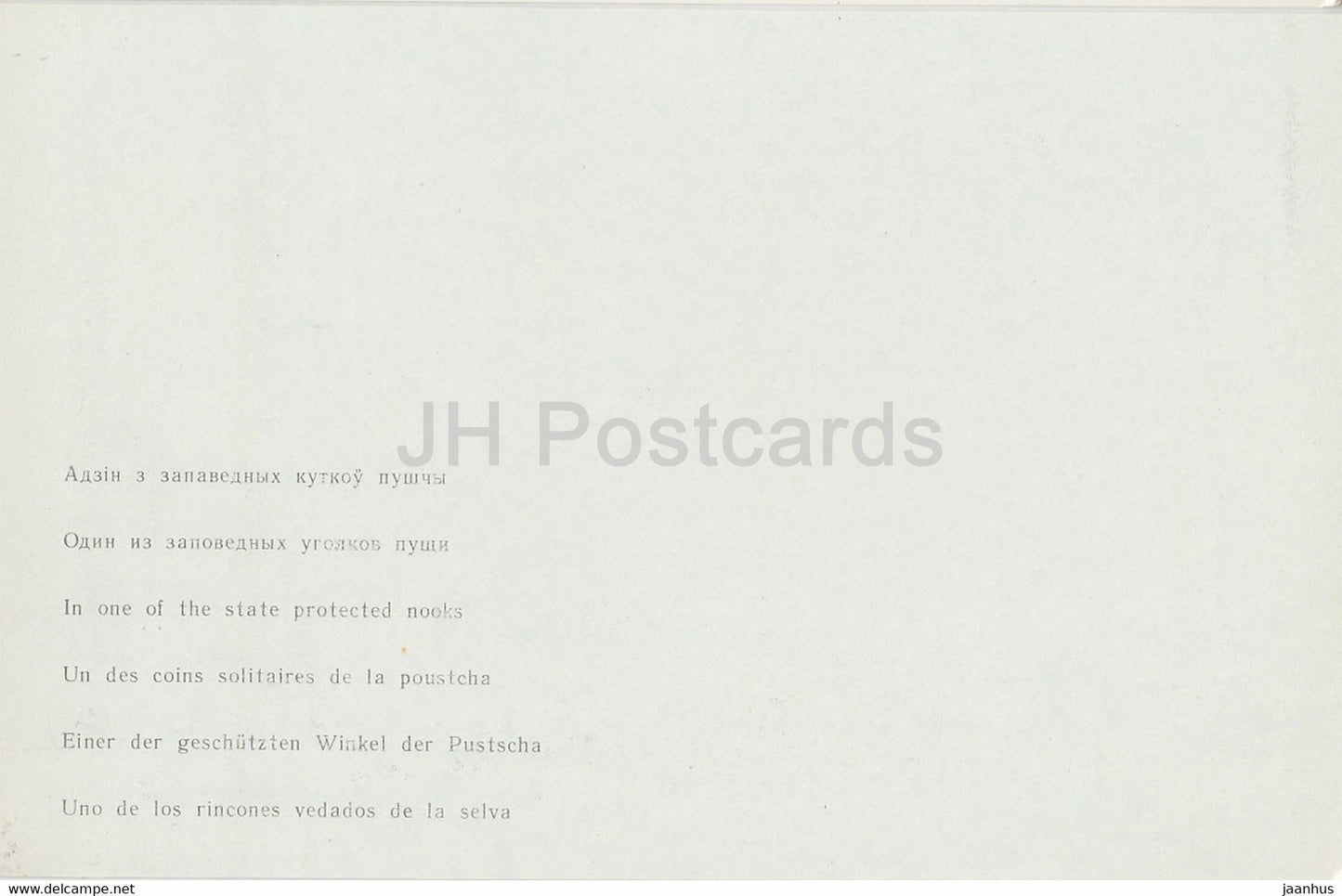 Belovezhskaya Pushcha National Park - in one of the state protected nooks - 1981 - Berarus USSR - unused