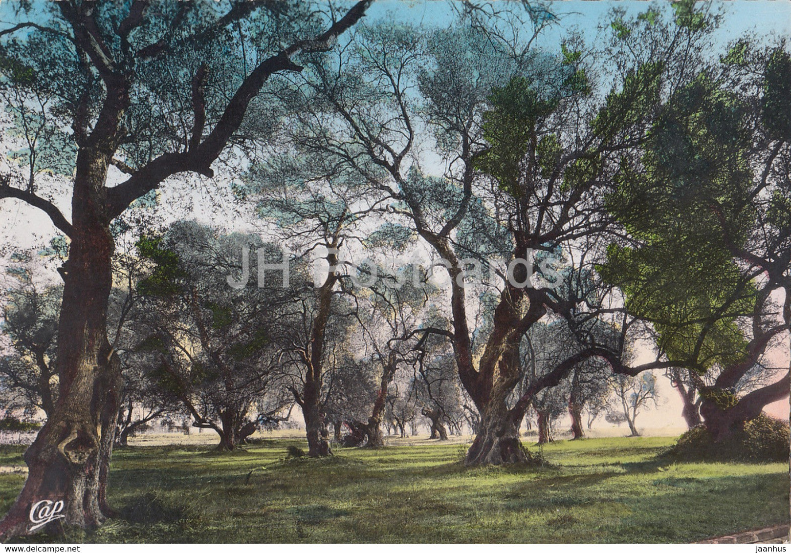 La Cote d'Azur - Une Oliveraie - old postcard - 1952 - France - used - JH Postcards