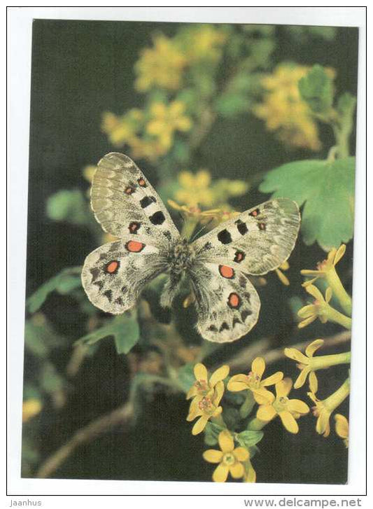 Large Keeled Apollo - Parnassius tianschanicus - butterfly - Central Asia butterflies - 1989 - Russia USSR - unused - JH Postcards